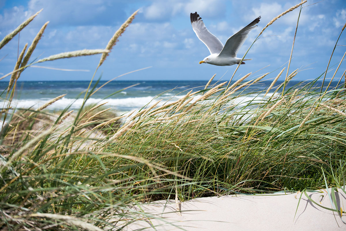 North sea white shelter